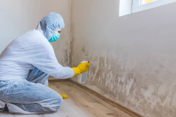 Licensed Crawl Space Mold Removal service in Alanson, MI - WQB Mold Removal