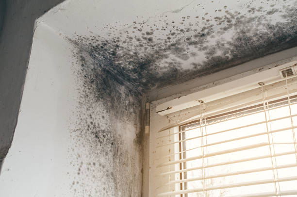 Affordable Crawl Space Mold Removal solutions in Alanson, MI